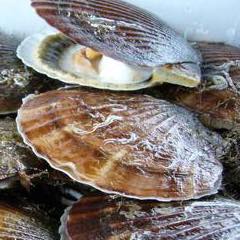 ルピナス(青森市デリヘル) 